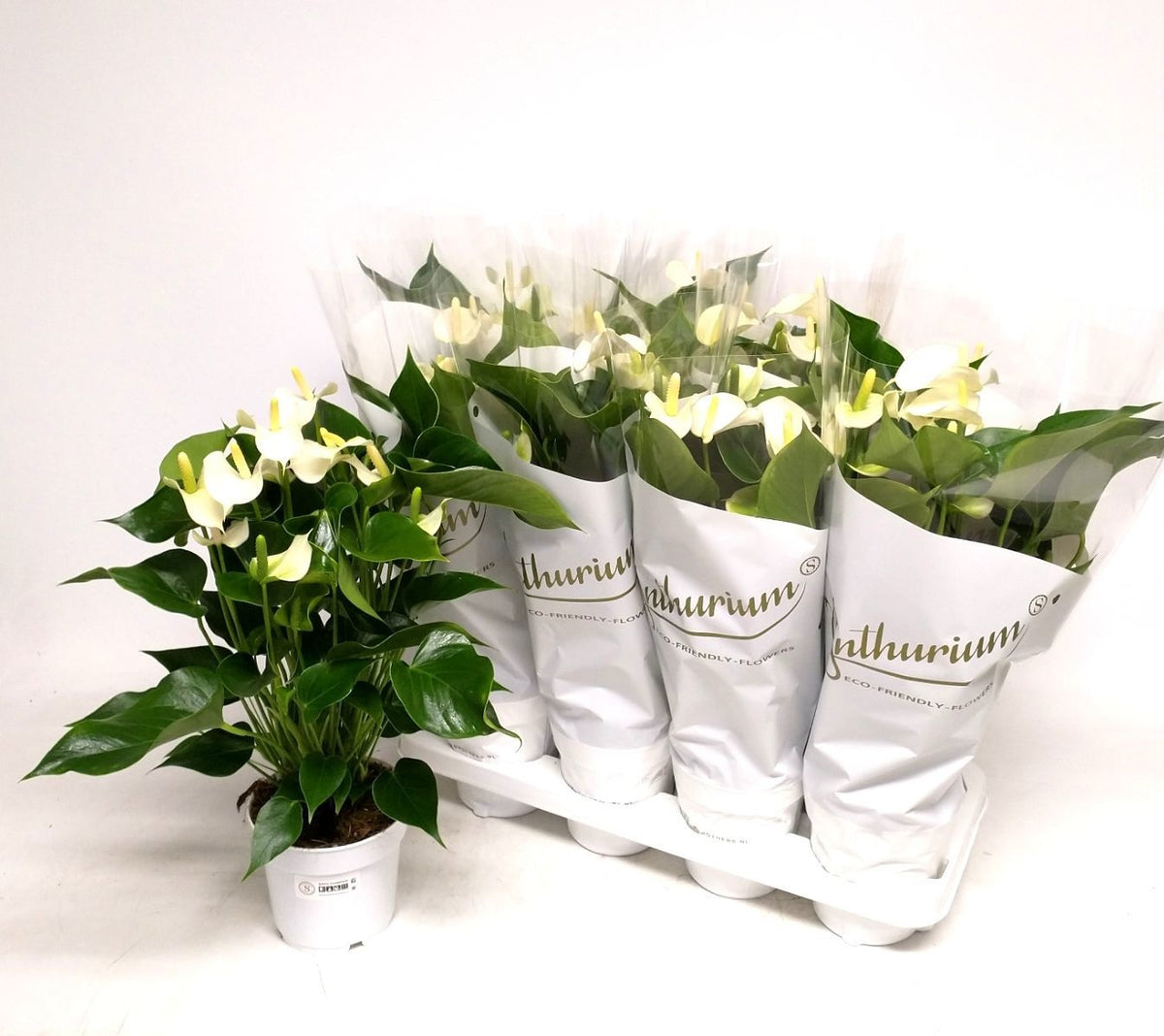 Anthurium White Champion 50cm 14cm Pot