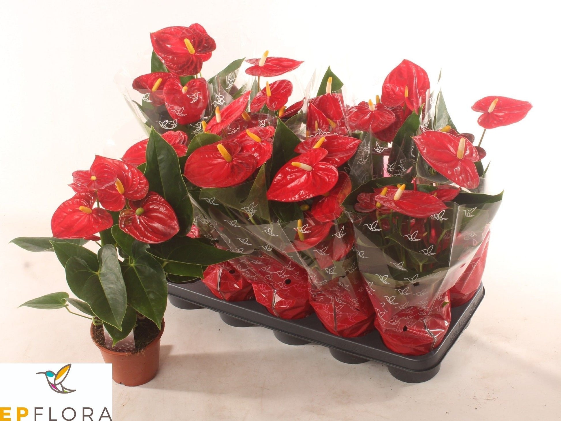 Anthurium Jambo red 40cm 12cm Pot