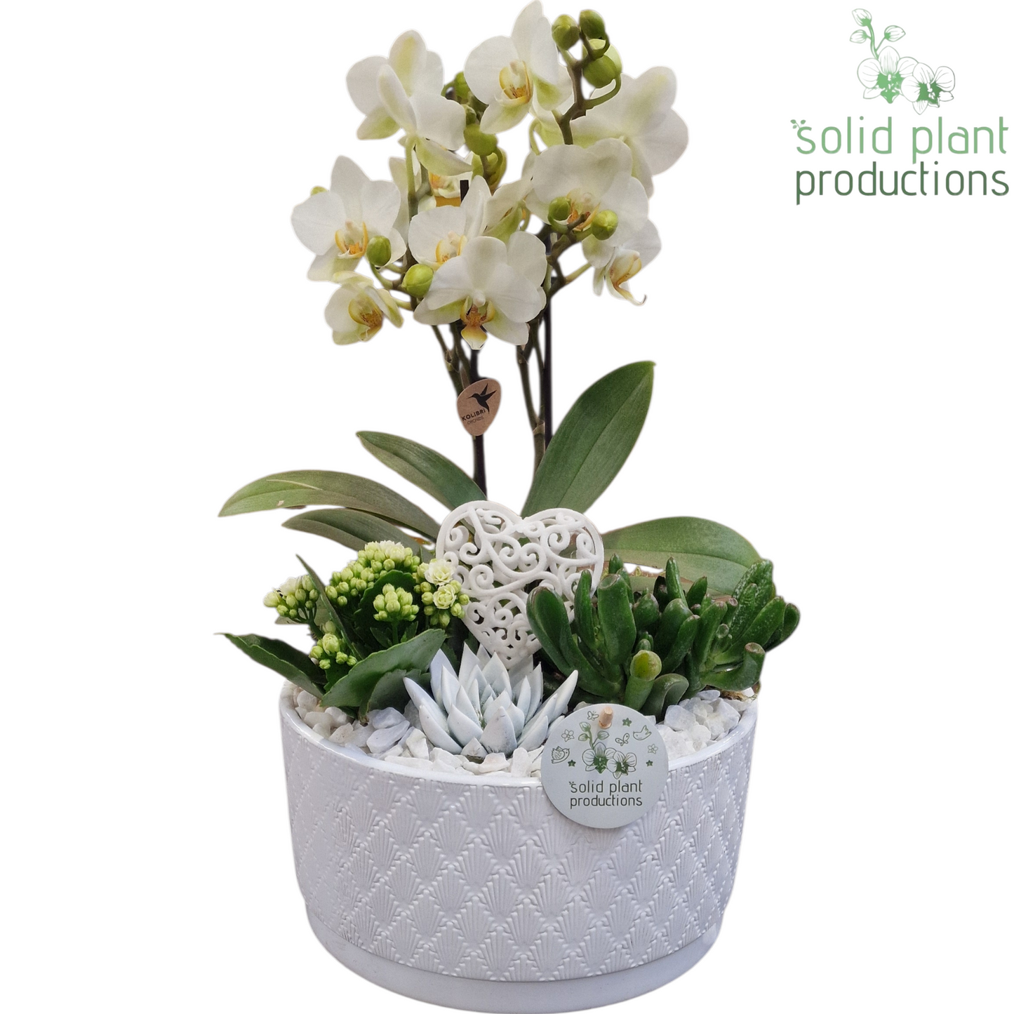 arr. Phalaenopsis PE004 WV 45cm 22cm Pot