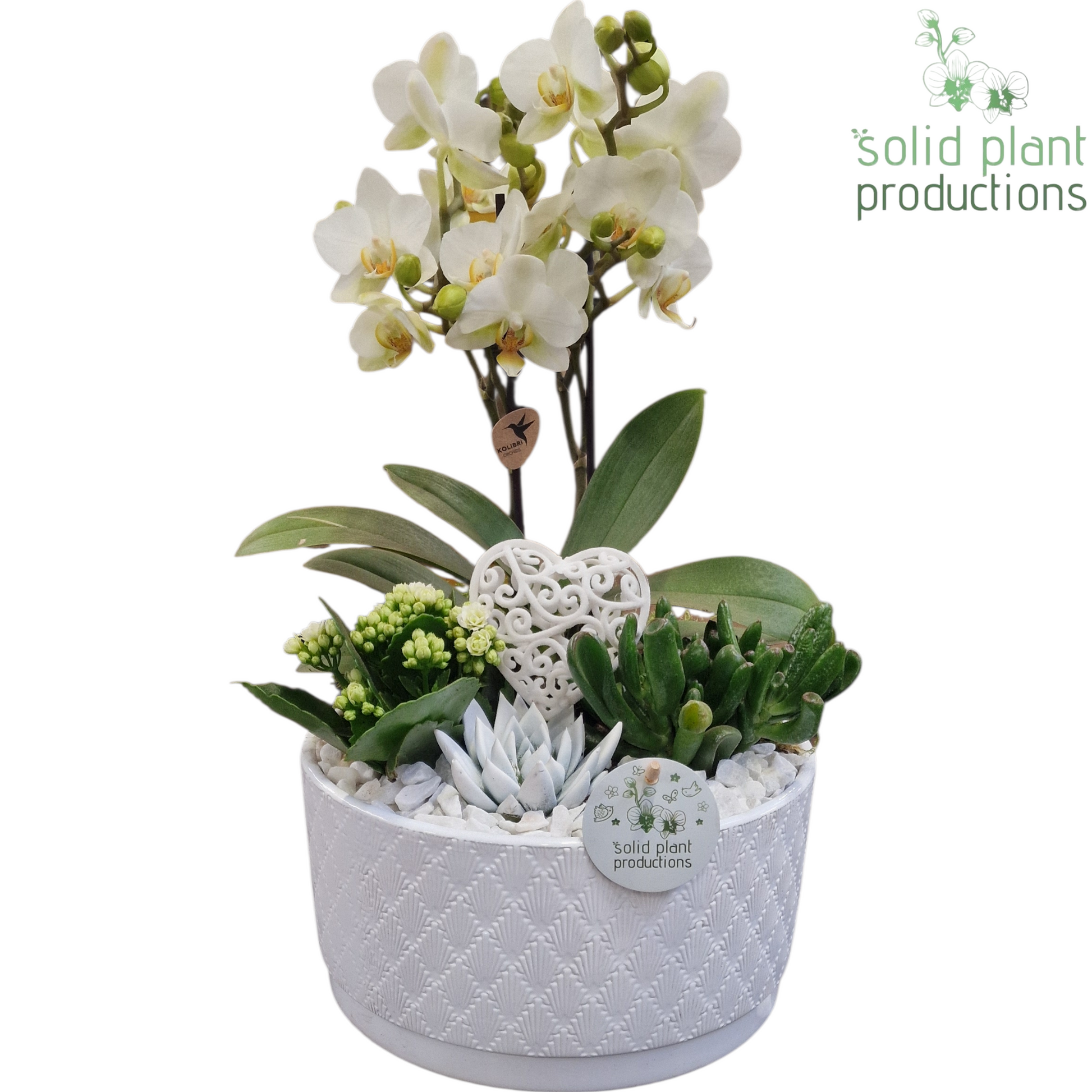 arr. Phalaenopsis PE004 WV 45cm 22cm Pot