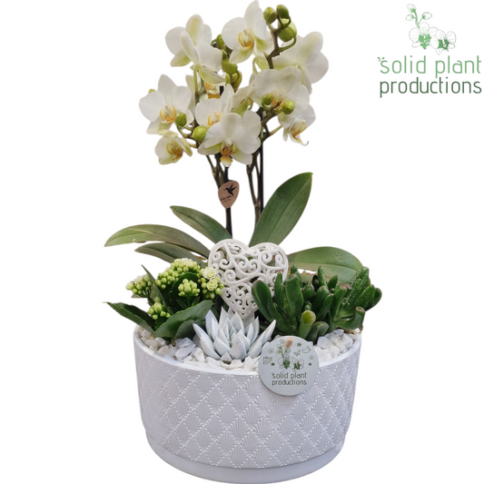 arr. Phalaenopsis PE004 WV 45cm 22cm Pot