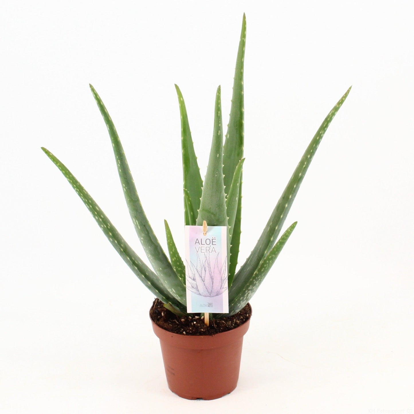 Aloe vera 45cm 14cm Pot