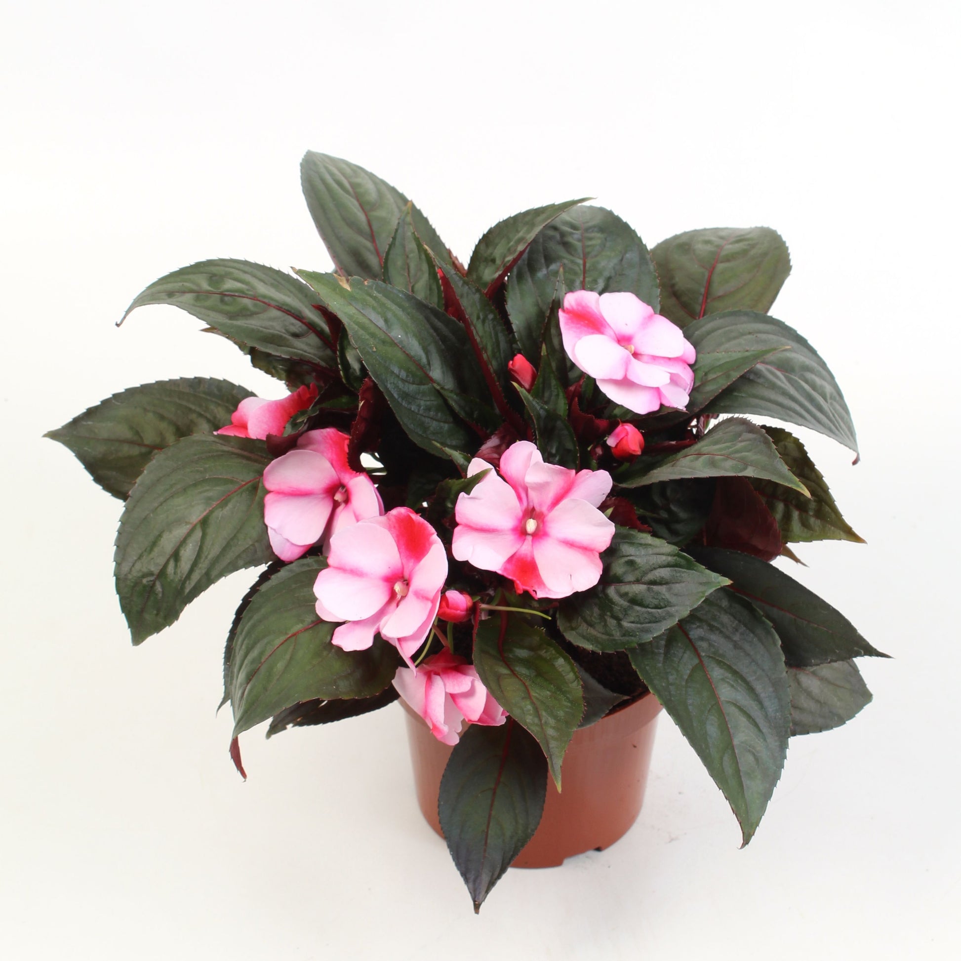 Impatiens ng. Colorpower Purple Flame 25cm 13cm Pot