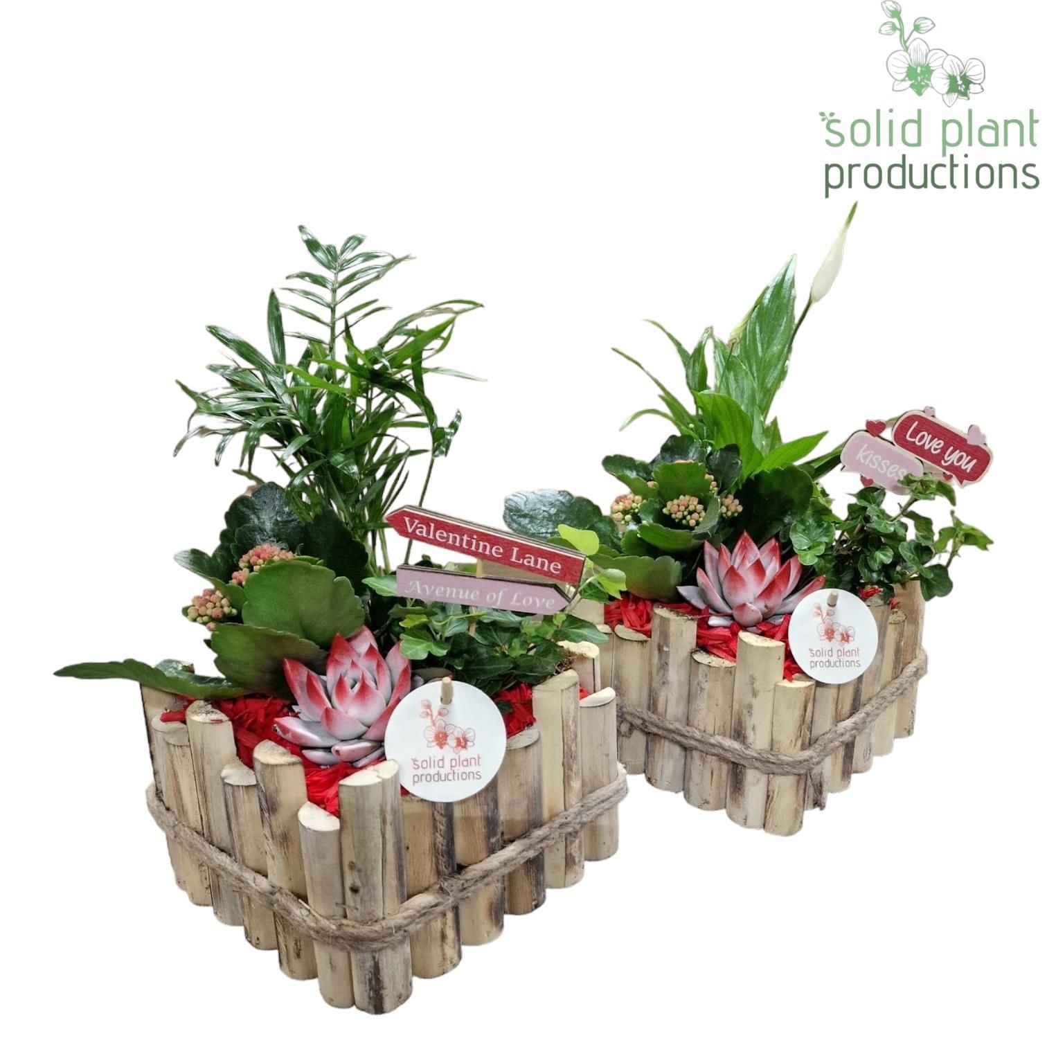 arr. Kamerplanten HVSC004RED 35cm 18cm Pot