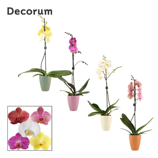 Phalaenopsis mix (+ drp.Carly) 65cm 12cm Pot