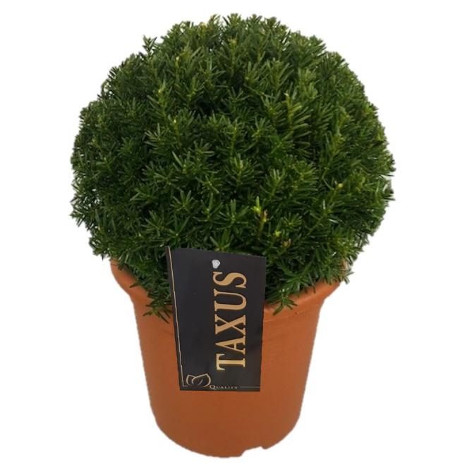 Taxus baccata 32cm 20cm Pot