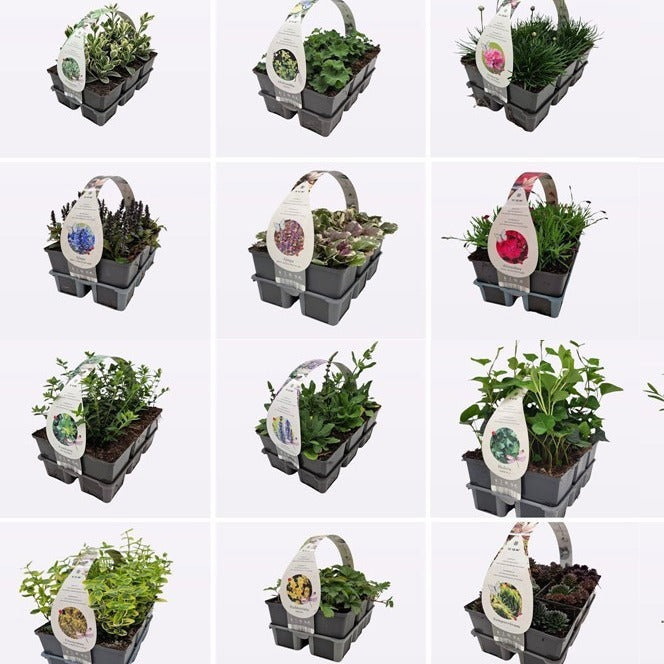 Ground cover plant mix 15cm 9cm Pot