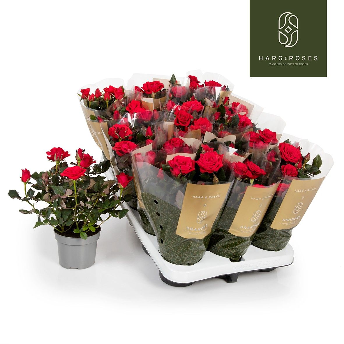 Rosa Kordana Grande Red Mercedes 25cm 510cm Pot