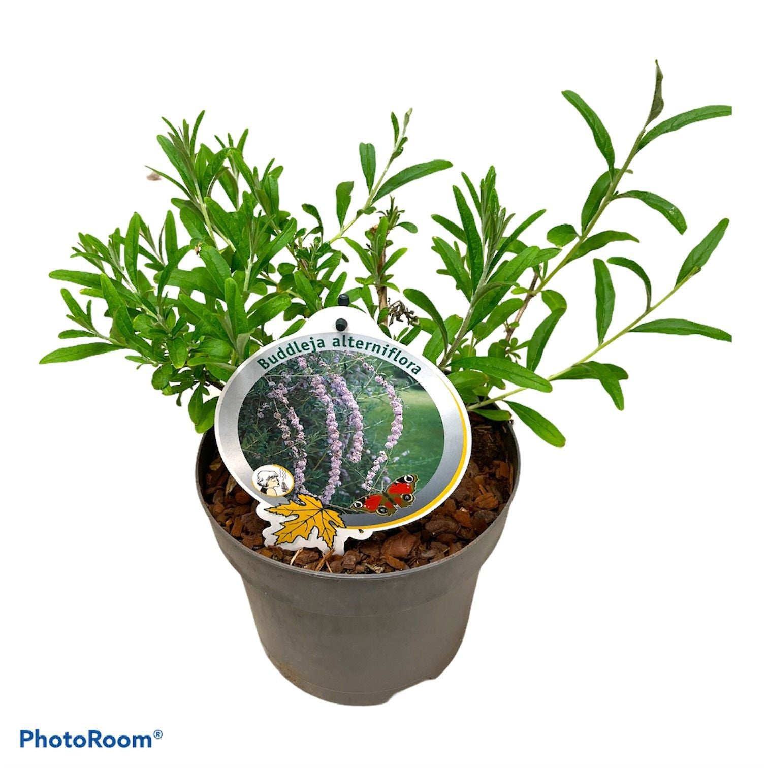 Buddleja alternifolia 50cm 19cm Pot