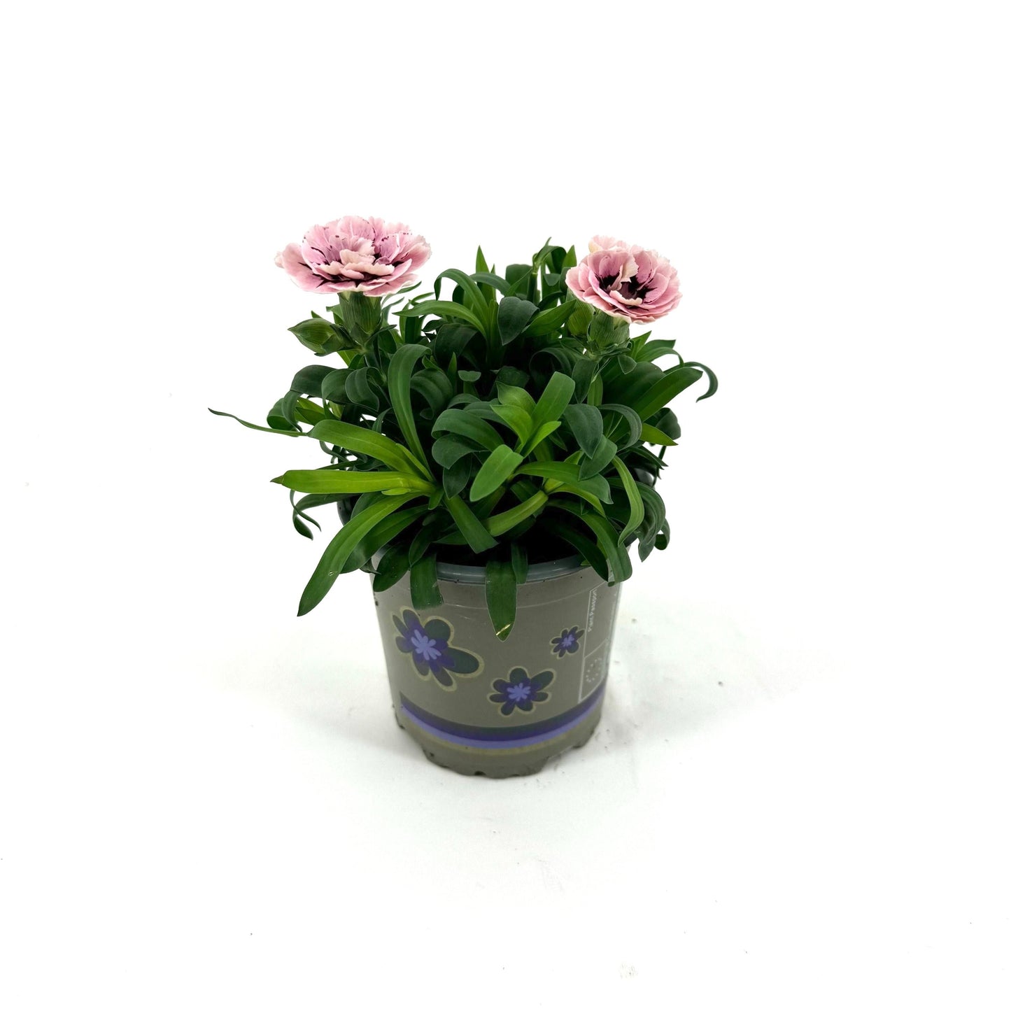 Dianthus Oscar Purple Star 22cm 11cm Pot