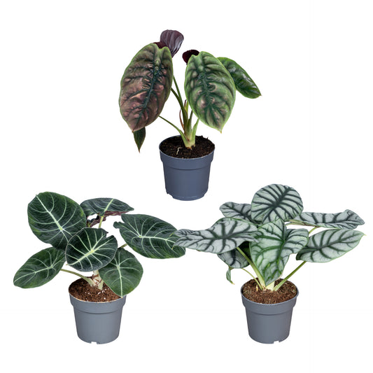 Alocasia mix 30cm 14cm Pot