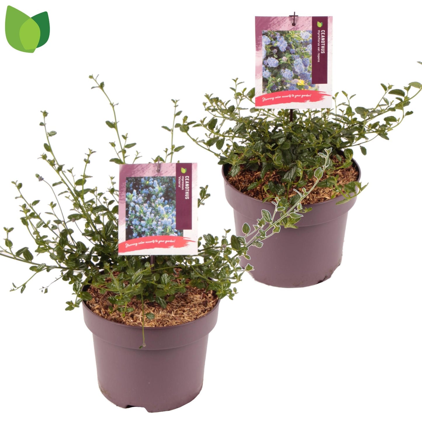 Ceanothus mix 35cm 23cm Pot