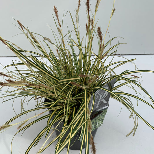 Carex Evercolor Evergold 30cm 17cm Pot