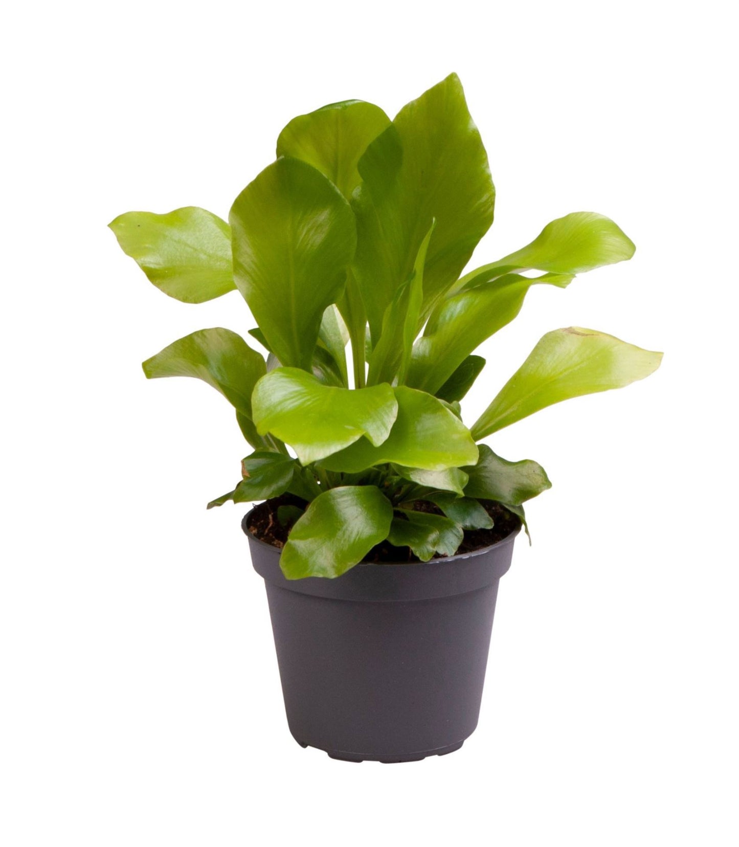 Asplenium nidus 15cm 6cm Pot