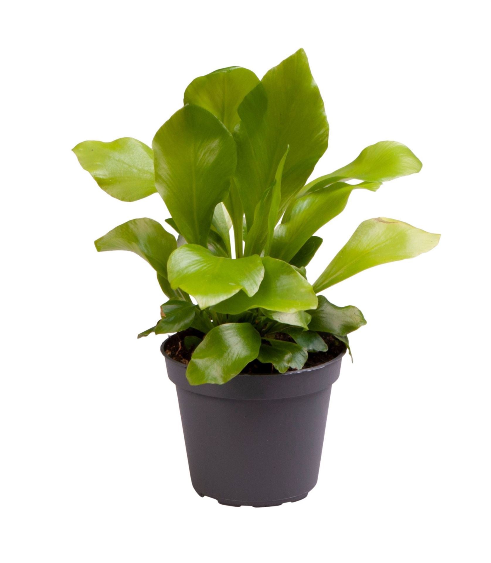 Asplenium nidus 15cm 6cm Pot