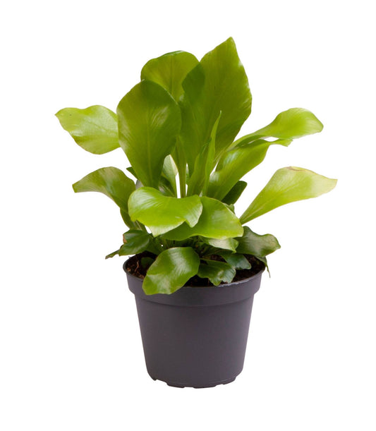 Asplenium nidus 15cm 6cm Pot