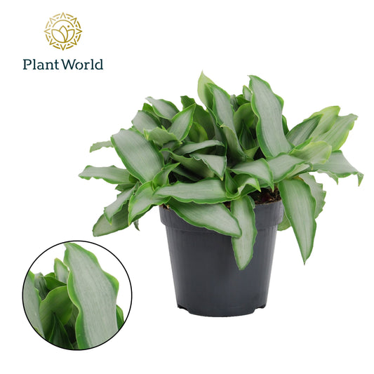 Murdannia Bright Star 20cm 12cm Pot