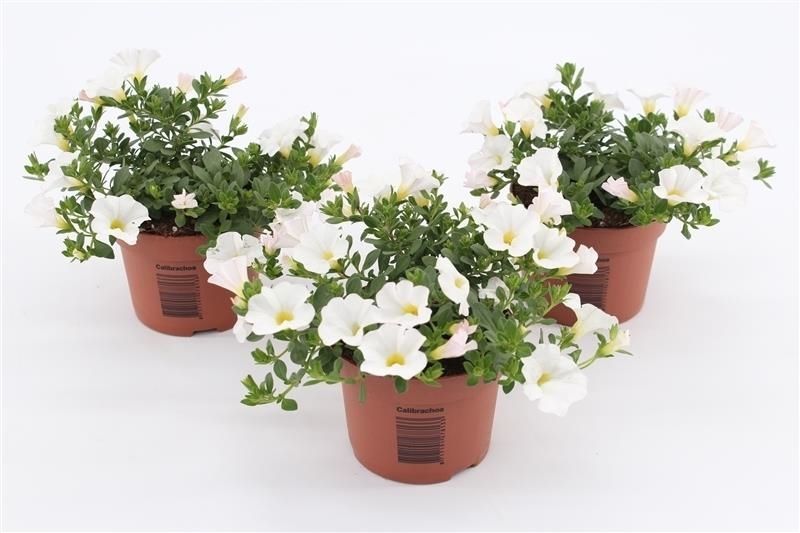 Calibrachoa Minifamous White 15cm 510cm Pot