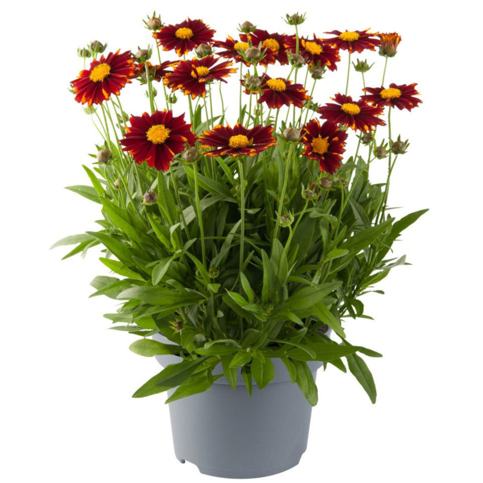 Coreopsis Lipstick Red 35cm 17cm Pot