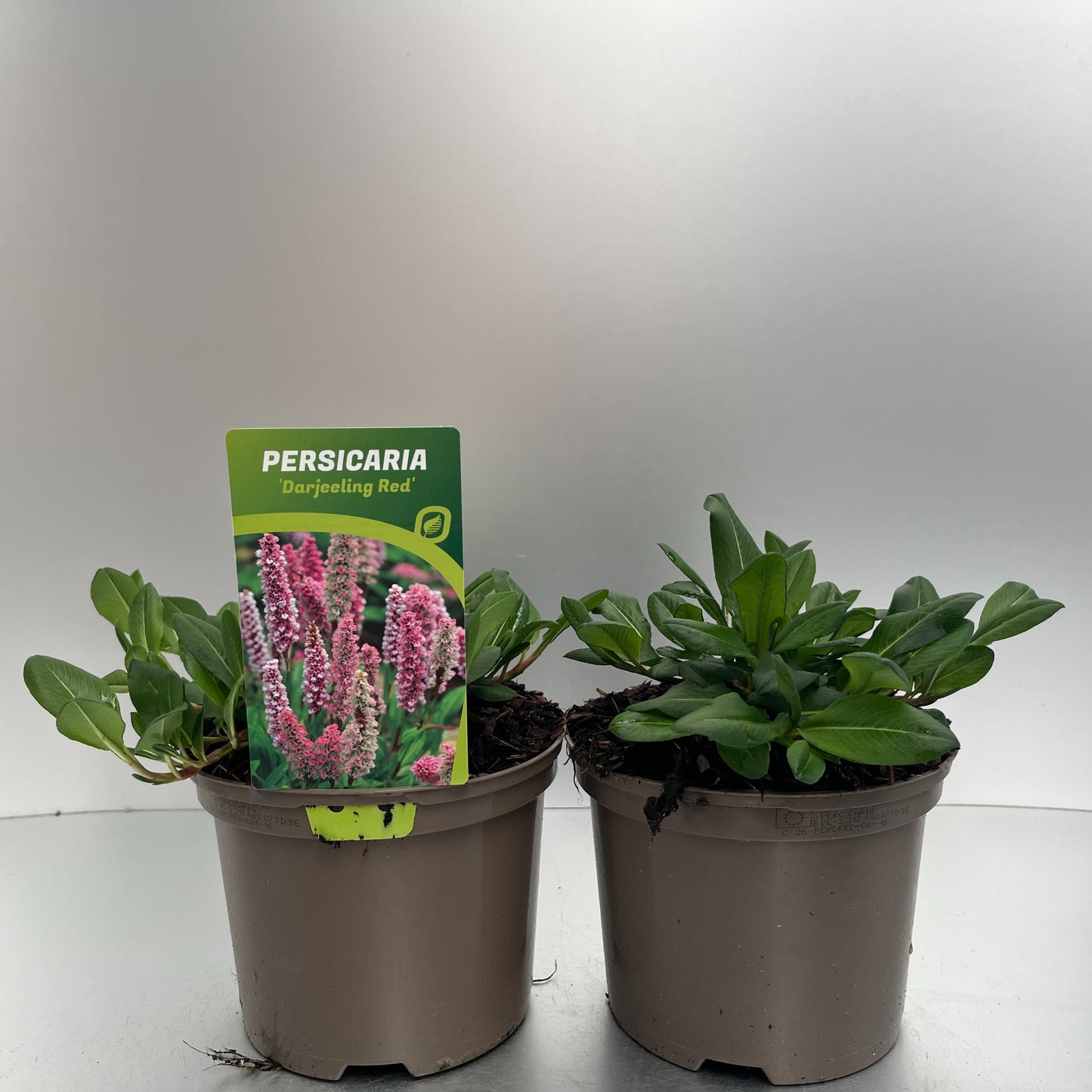 Persicaria aff. Darjeeling Red 30cm 17cm Pot