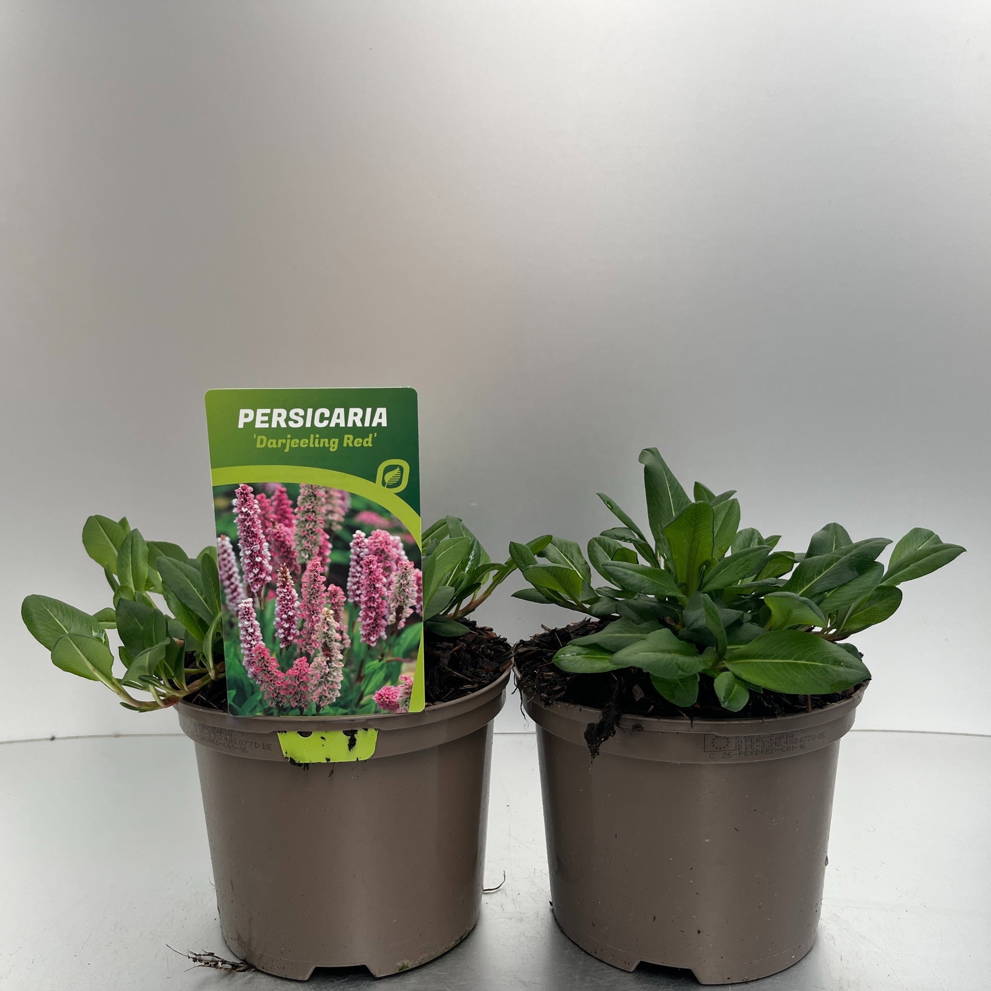 Persicaria aff. Darjeeling Red 30cm 17cm Pot