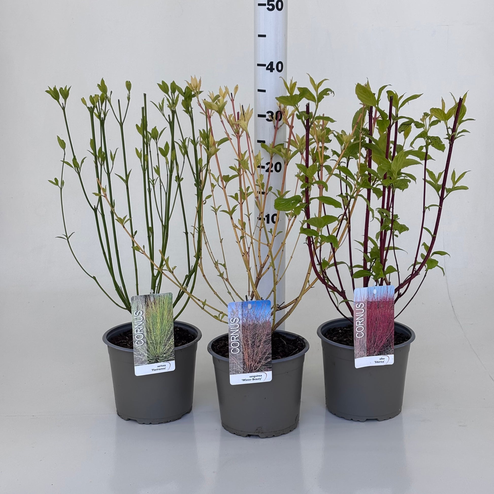 Cornus Mix 40cm 19cm Pot