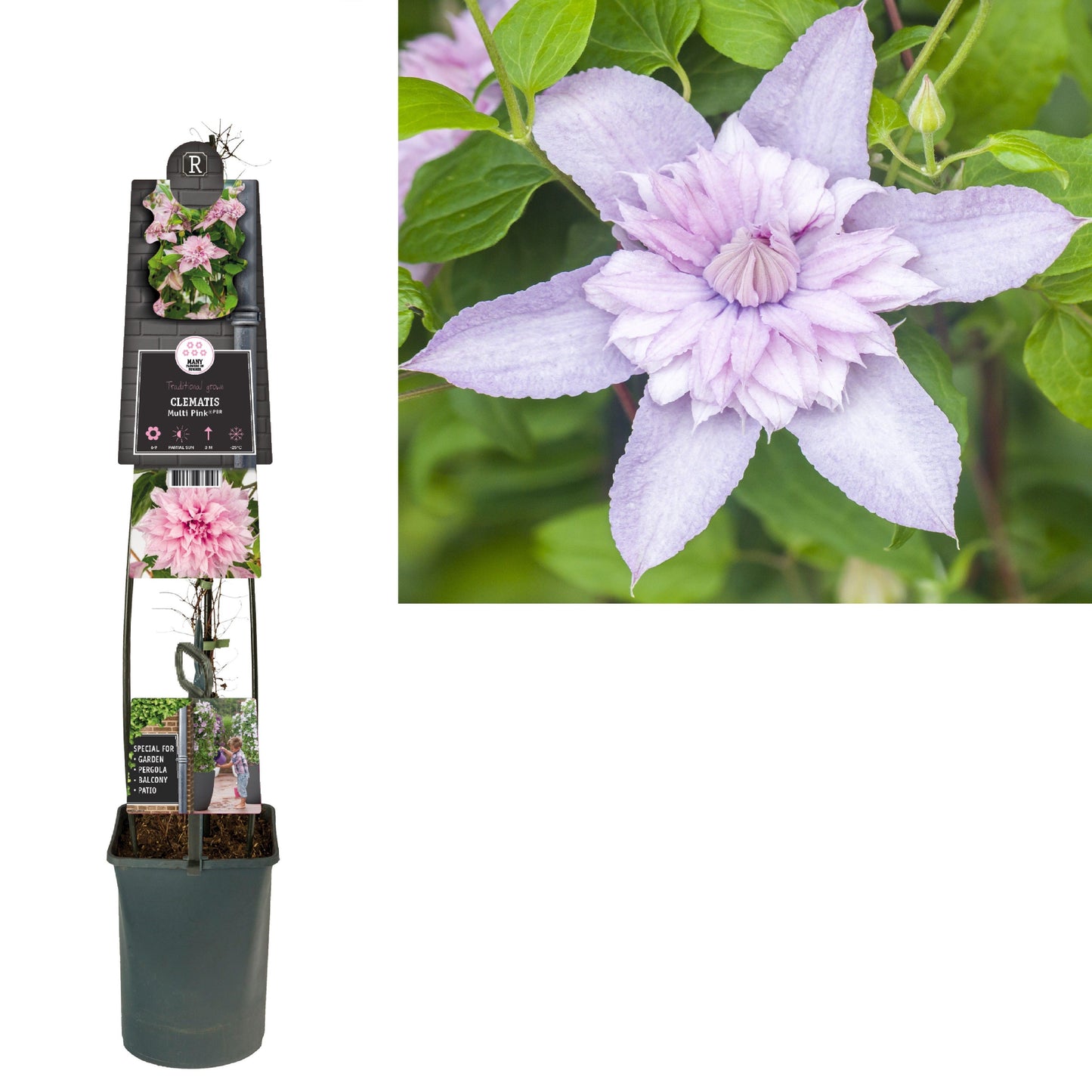 Clematis Multi Pink 115cm 23cm Pot