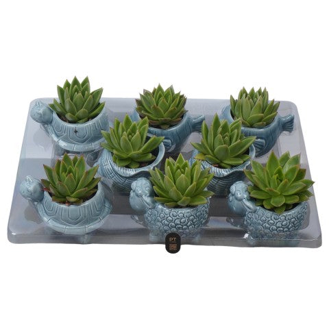 PTSUT8941 Arrangementen kamerplanten 12cm 12cm Pot