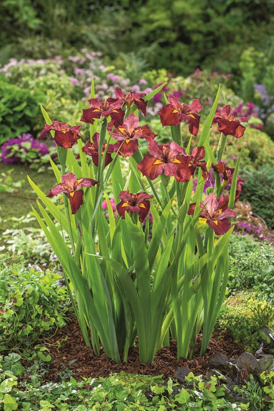 Iris blue 25cm 9cm Pot