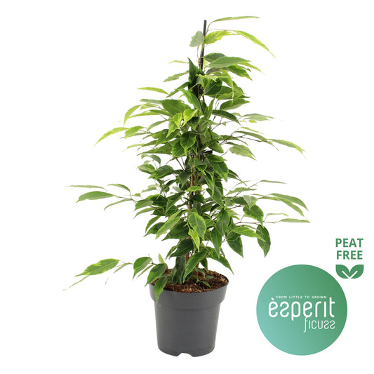 Ficus benj. Anastasia 55cm 14cm Pot