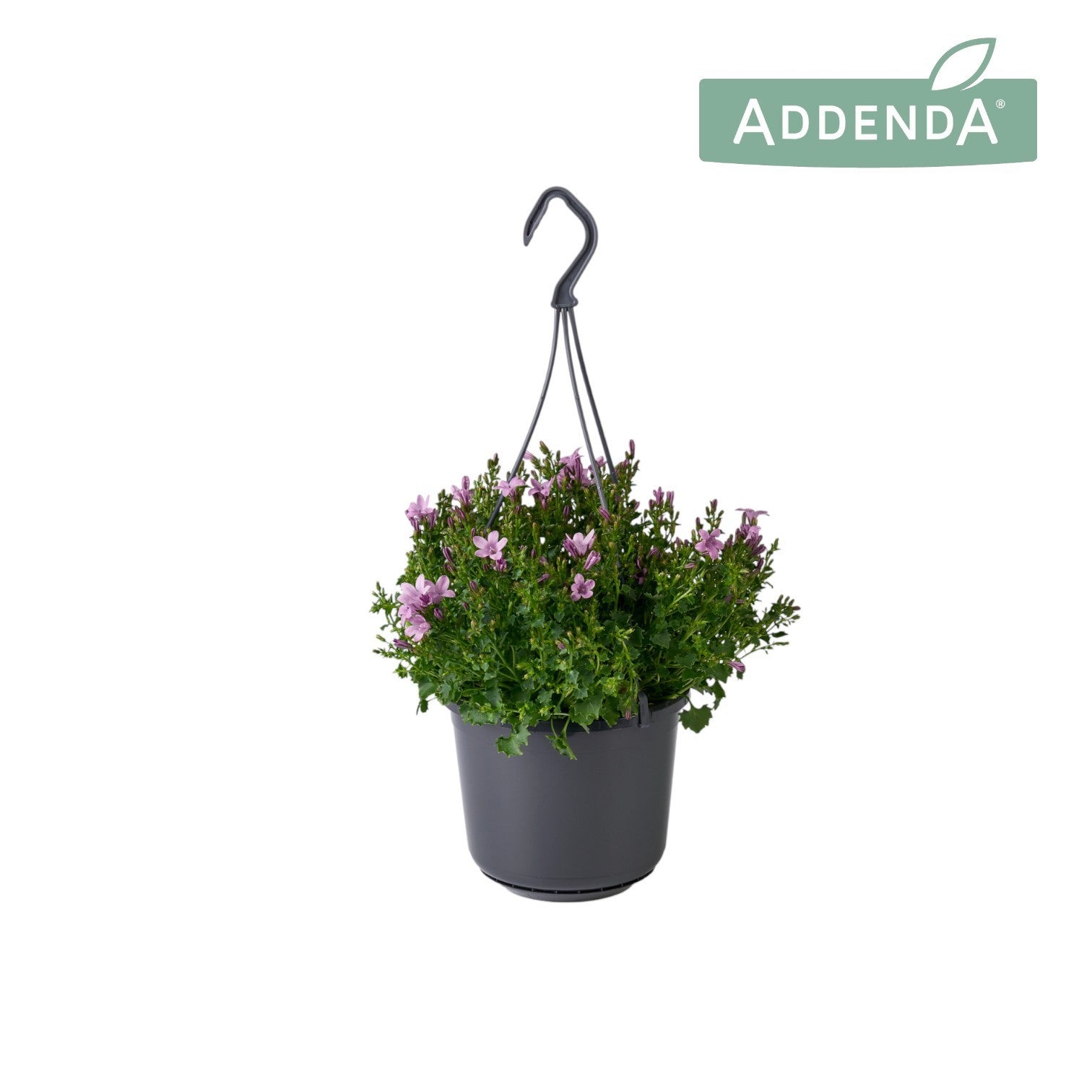 Campanula Ambella pink 22cm 515cm Pot
