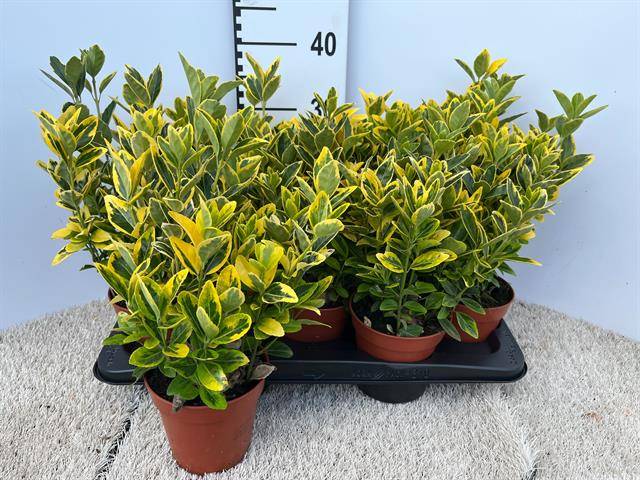 Euonymus jap. Marieke 25cm 13cm Pot