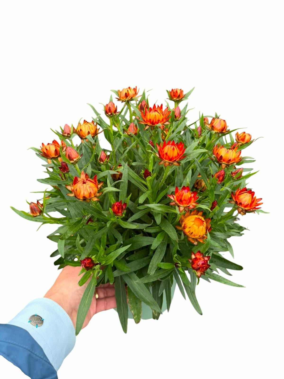 Perennial mix 50cm 19cm Pot