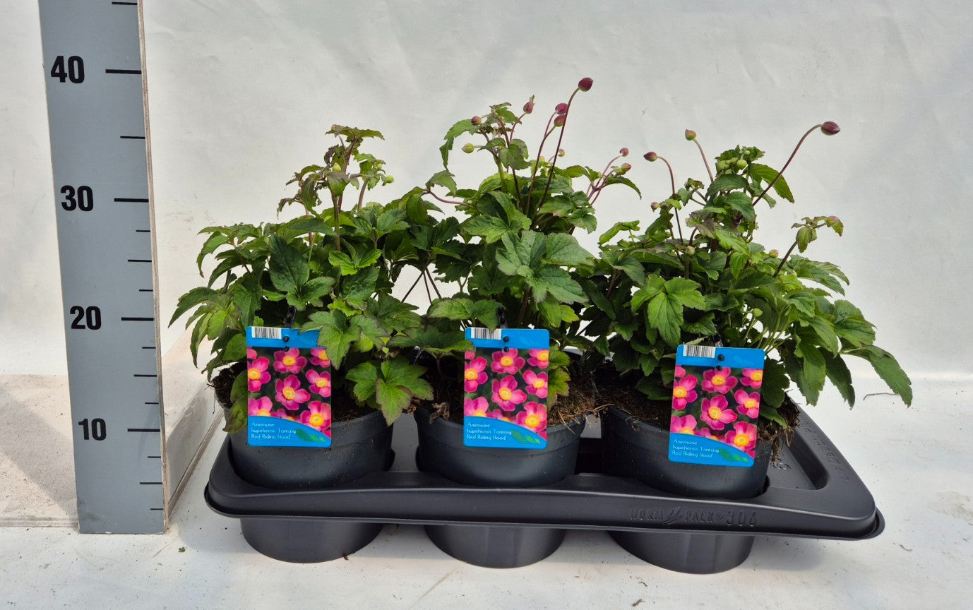 Anemone hupehensis 35cm 17cm Pot