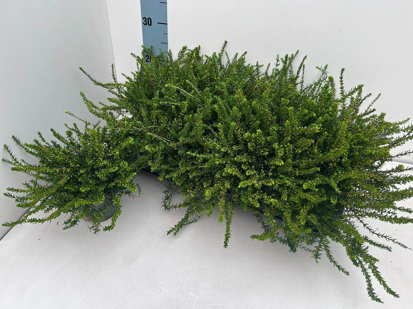 Gartenbau Janshen Gbr Erica dar. Darley Dale Pack of 8