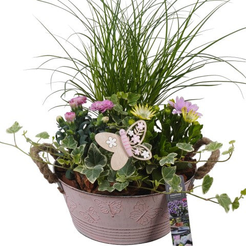 PTPP6802 Arrangementen Perkplanten 46cm 23cm Pot