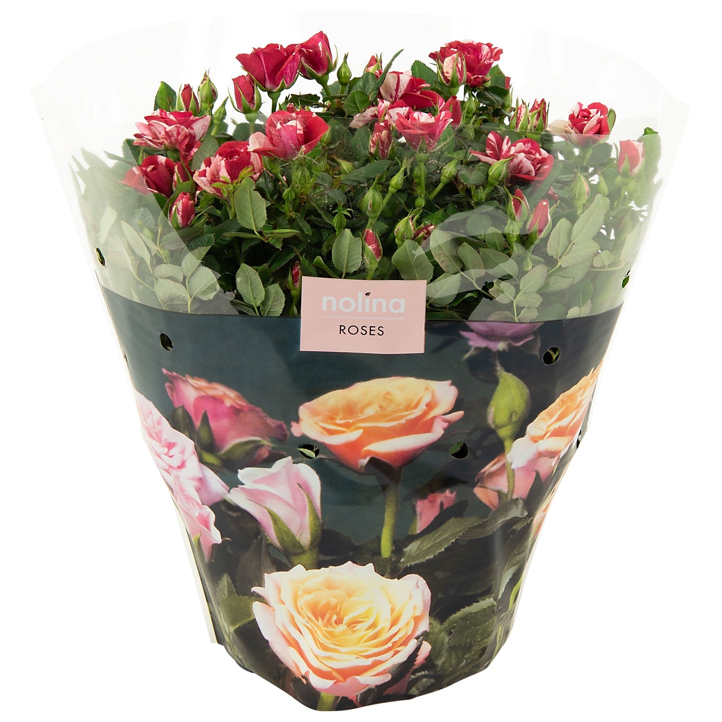 Roses Gigi Party 32cm 23cm Pot