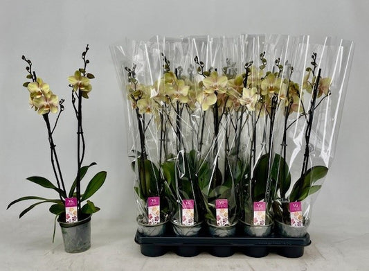 Phalaenopsis yellow 60cm 12cm Pot