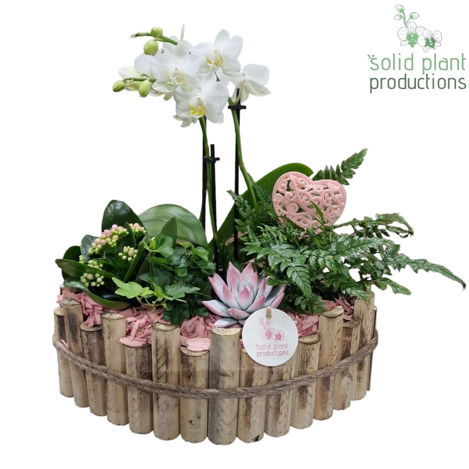 arr. Phalaenopsis HVPE006PINK 45cm 35cm Pot