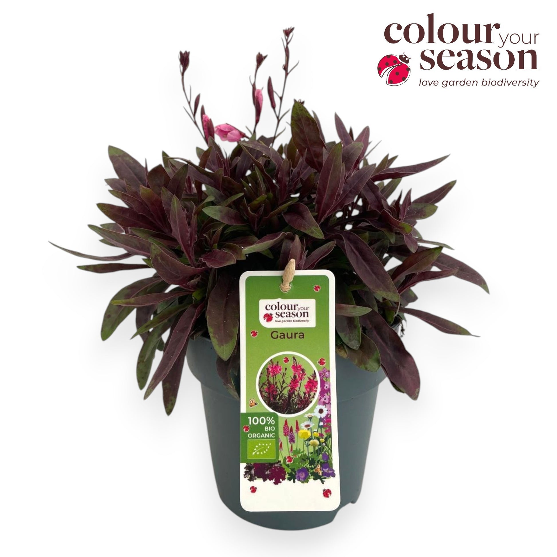 Gaura Gaudi Rose 35cm 15cm Pot
