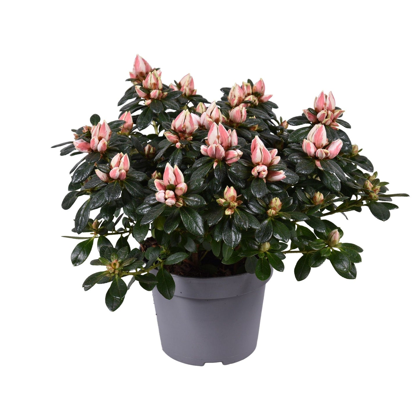 Rhododendron sim. Mevr Gerard Kint 25cm 12cm Pot