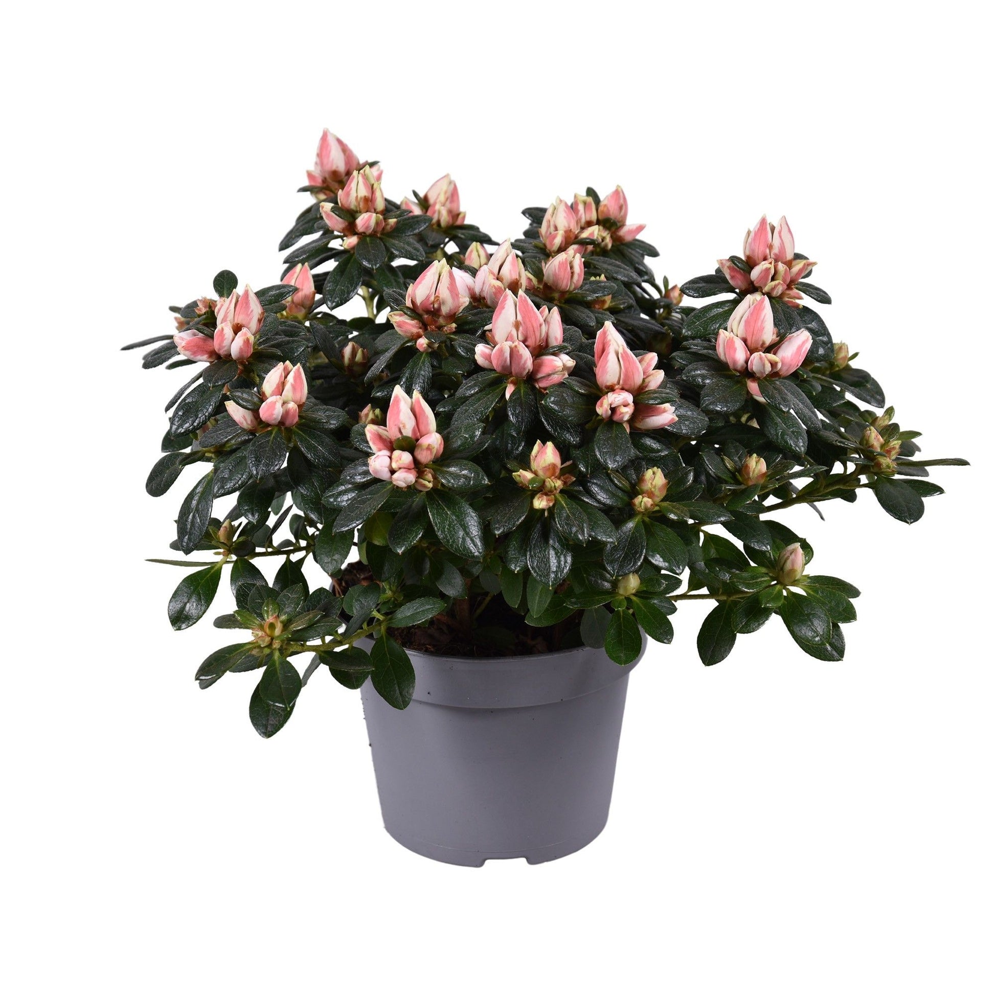 Rhododendron sim. Mevr Gerard Kint 25cm 12cm Pot