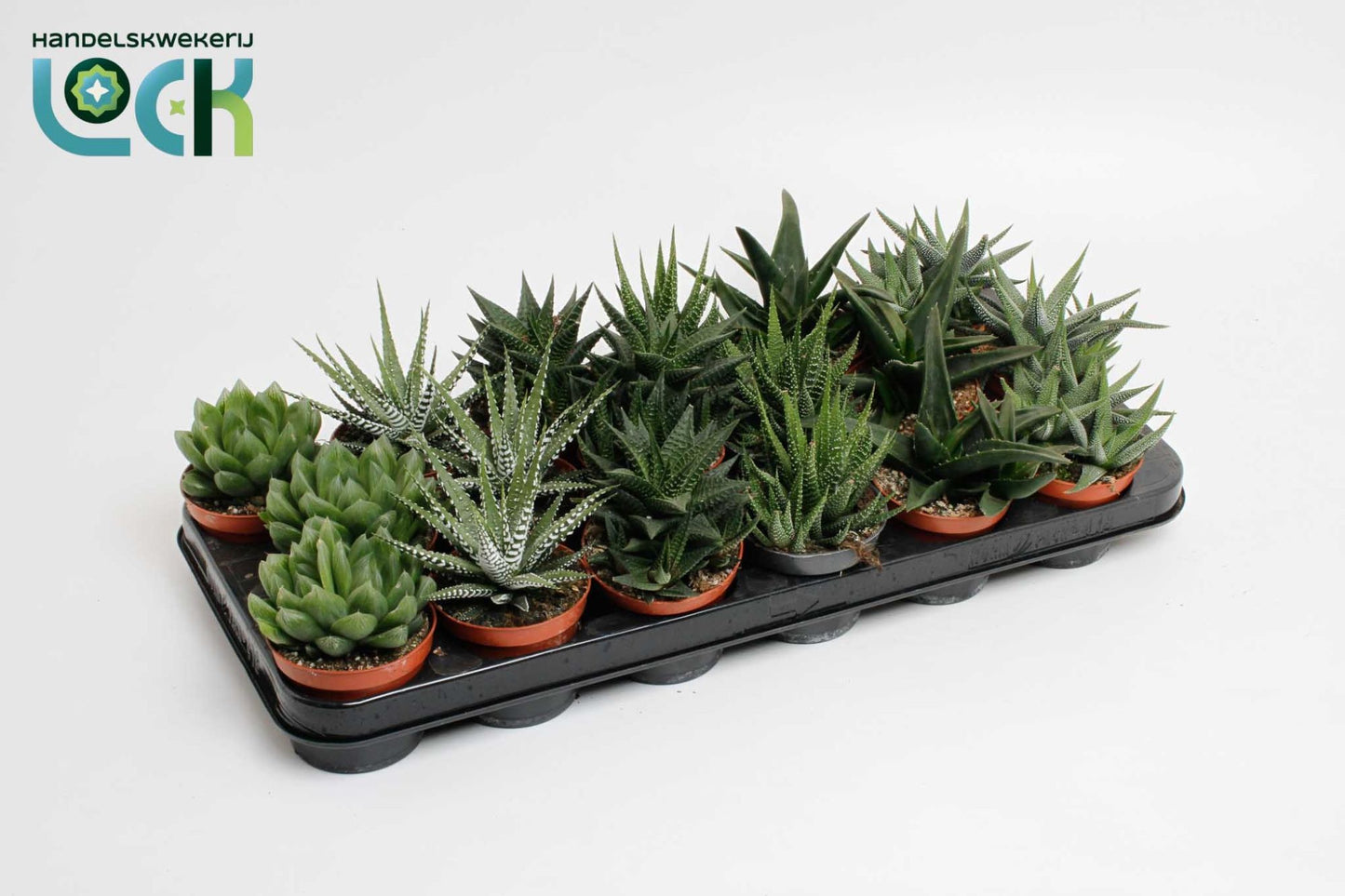 Haworthia mix 15cm Special Pot (508)