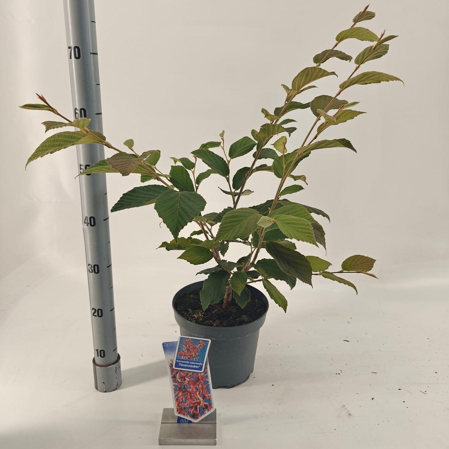Hamamelis int. Feuerzauber 80cm 23cm Pot