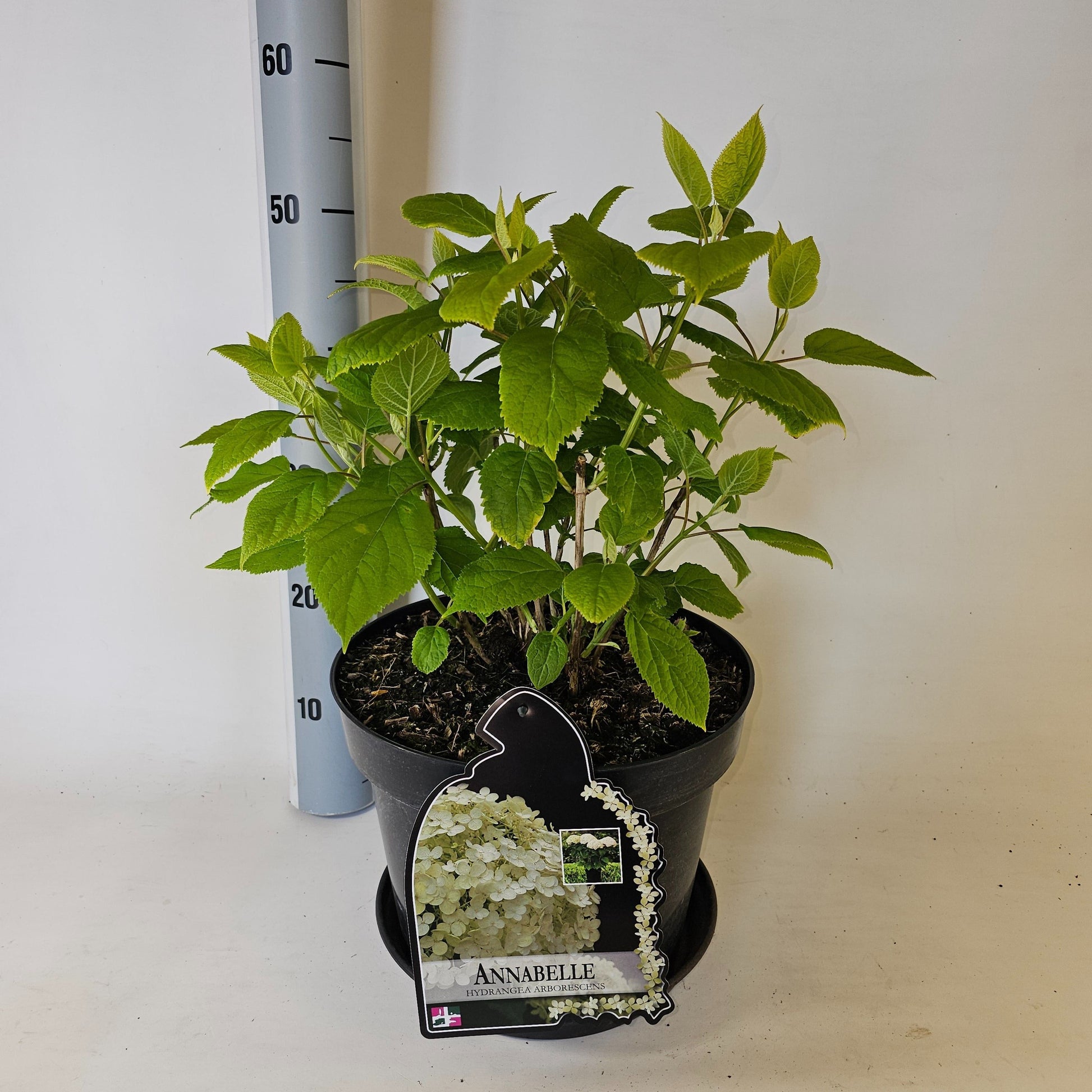 Hydrangea Annabelle 75cm 29cm Pot