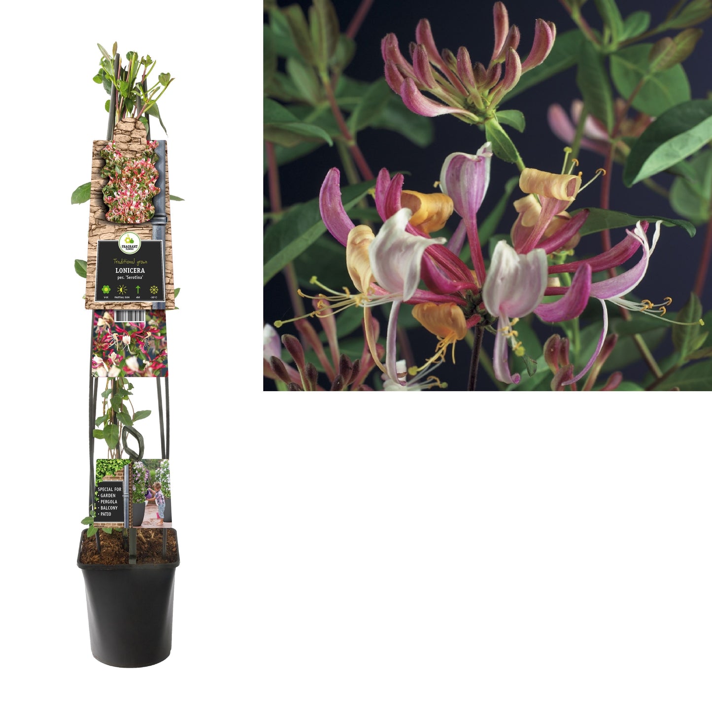 Lonicera per. Serotina 115cm 23cm Pot