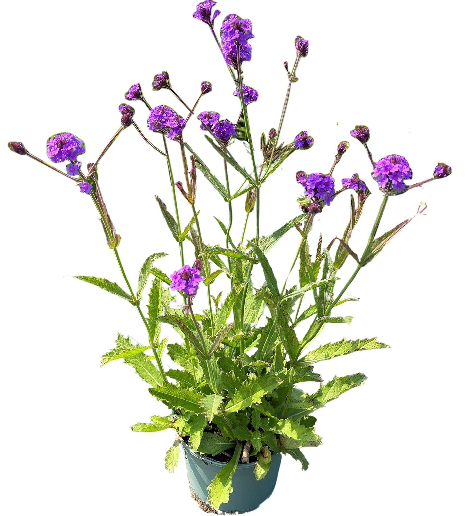 Verbena rig. Venosa 35cm 19cm Pot