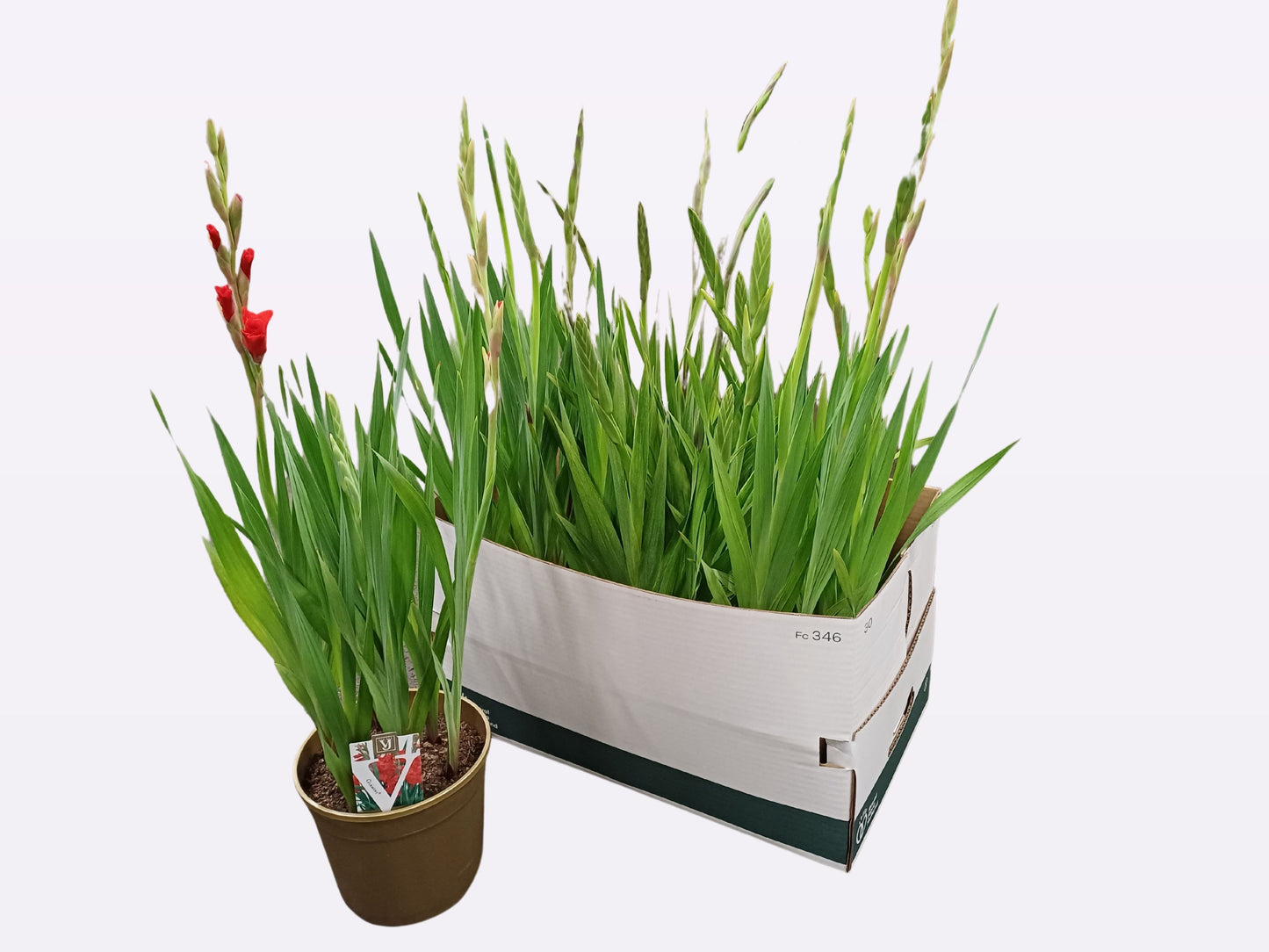 Gladiolus Glamini mix 90cm 19cm Pot