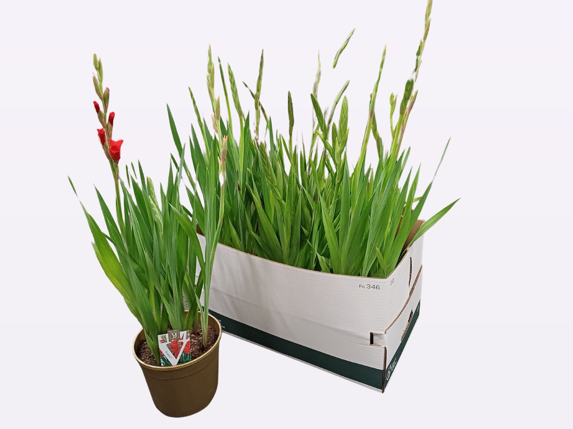 Gladiolus Glamini mix 90cm 19cm Pot
