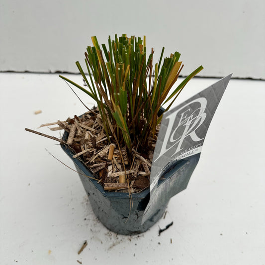 Molinia caerulea mix 30cm 17cm Pot